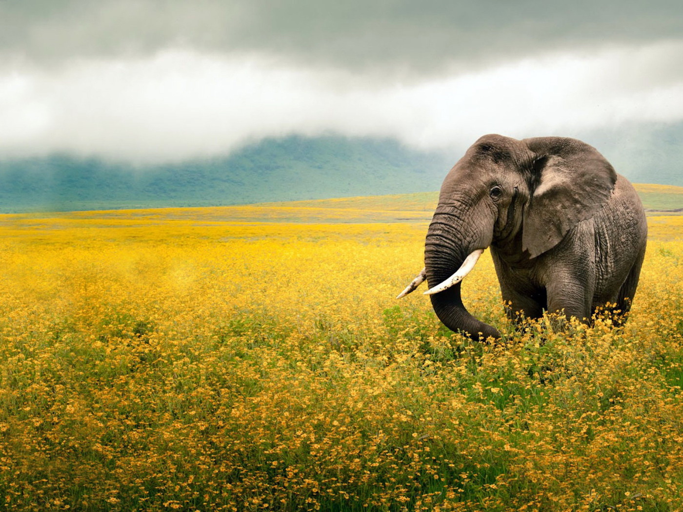 Elephant on the field