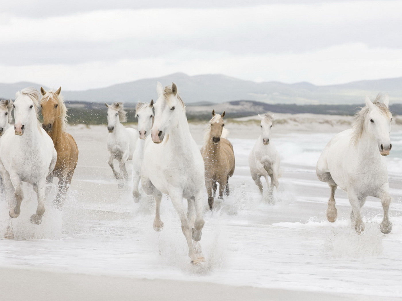 Лошадиный табун