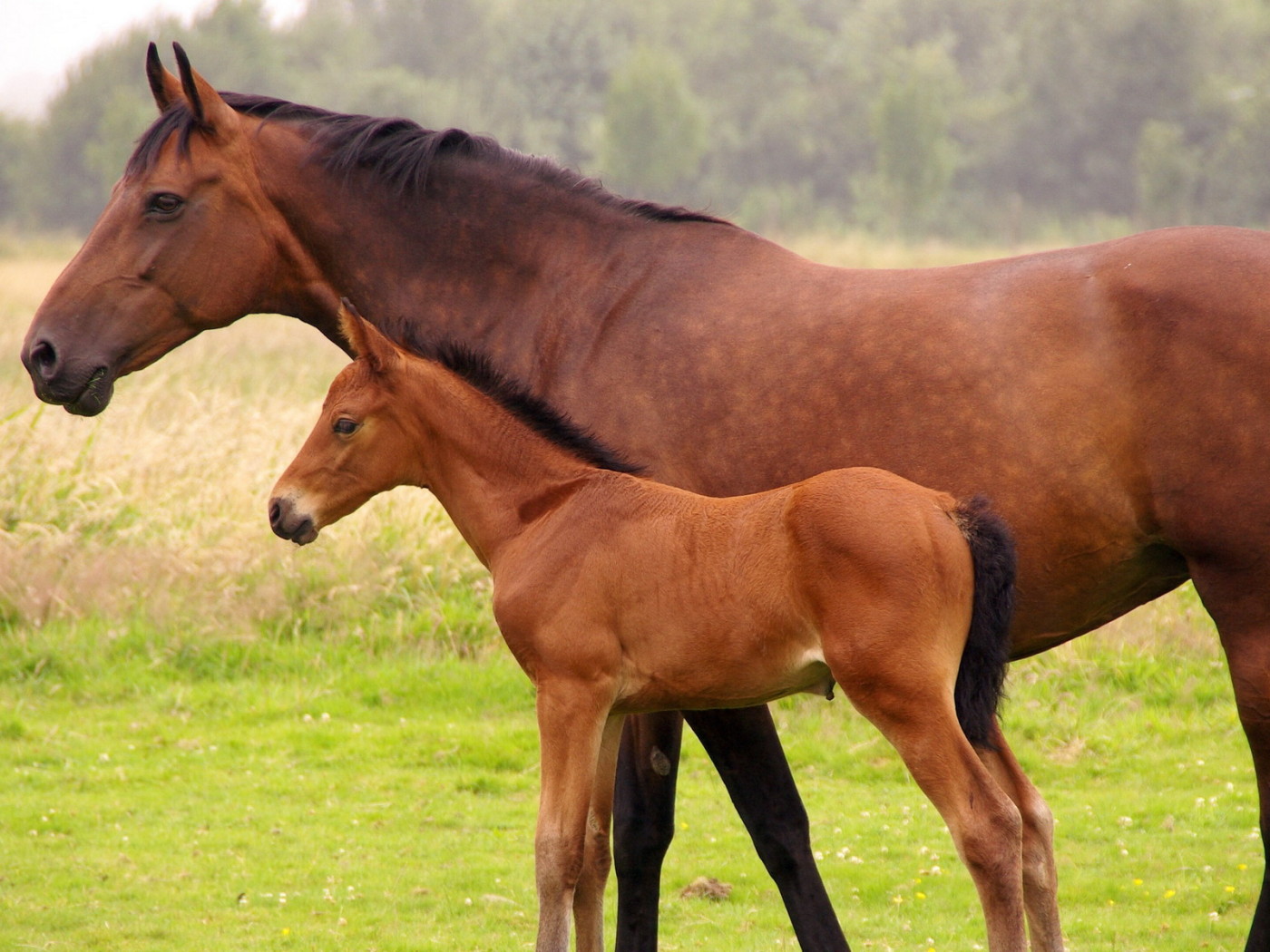 Лошадь и жеребенок