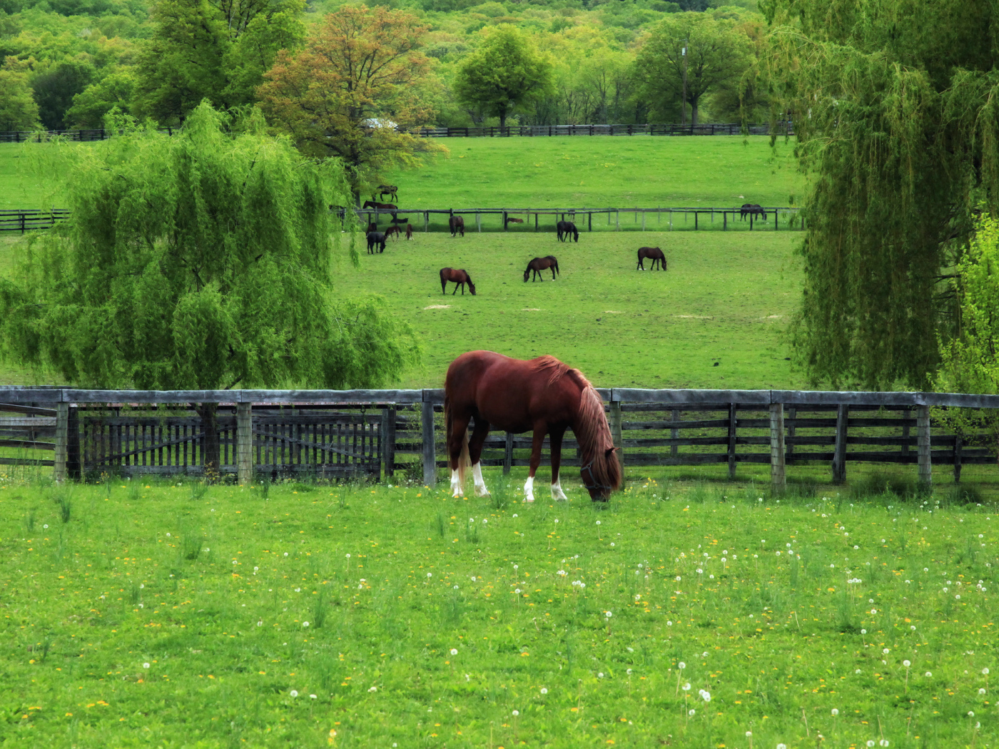Лошади на лугу