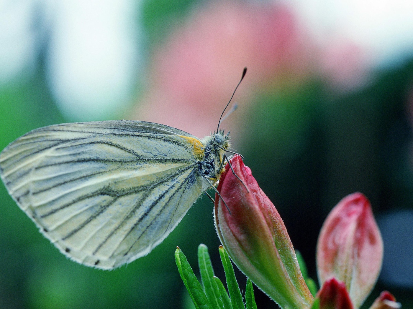 Бабочка у цветка