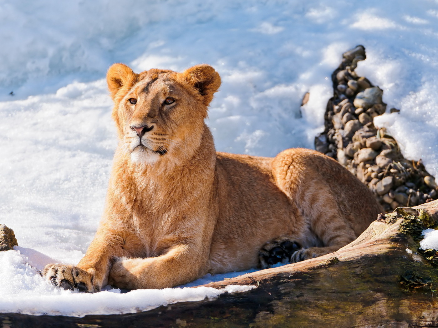 Львица на снегу