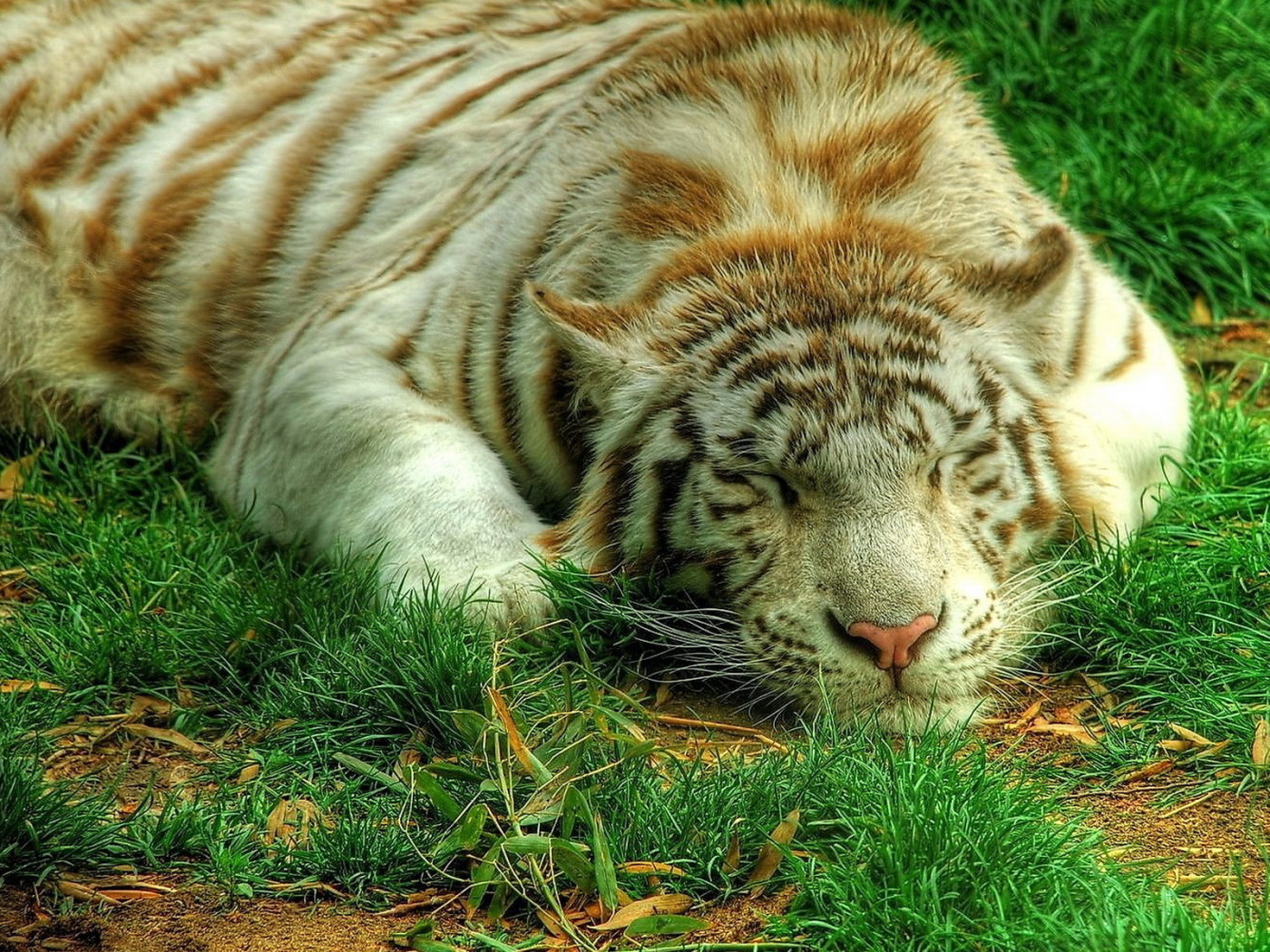 Белый тигр на траве