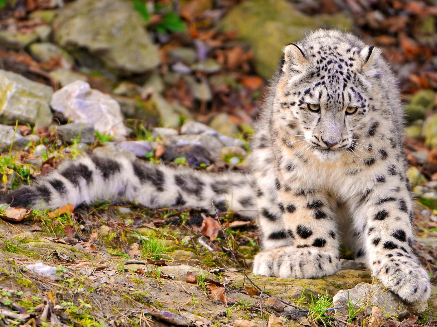 Снежный барс