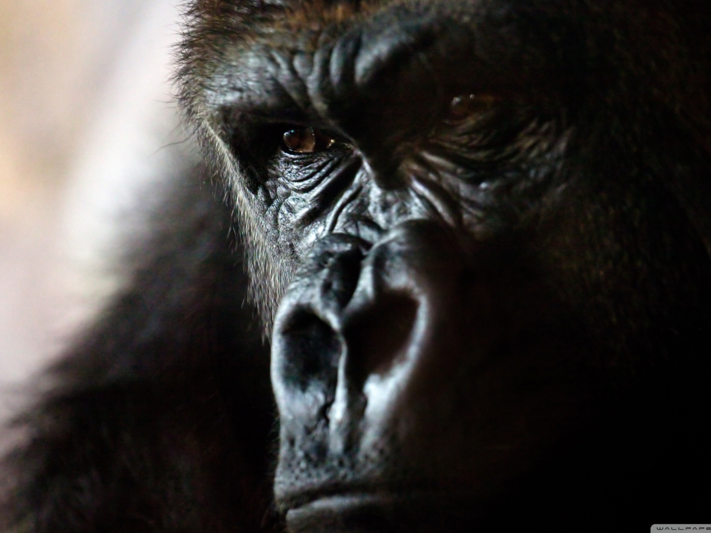 Злая горилла