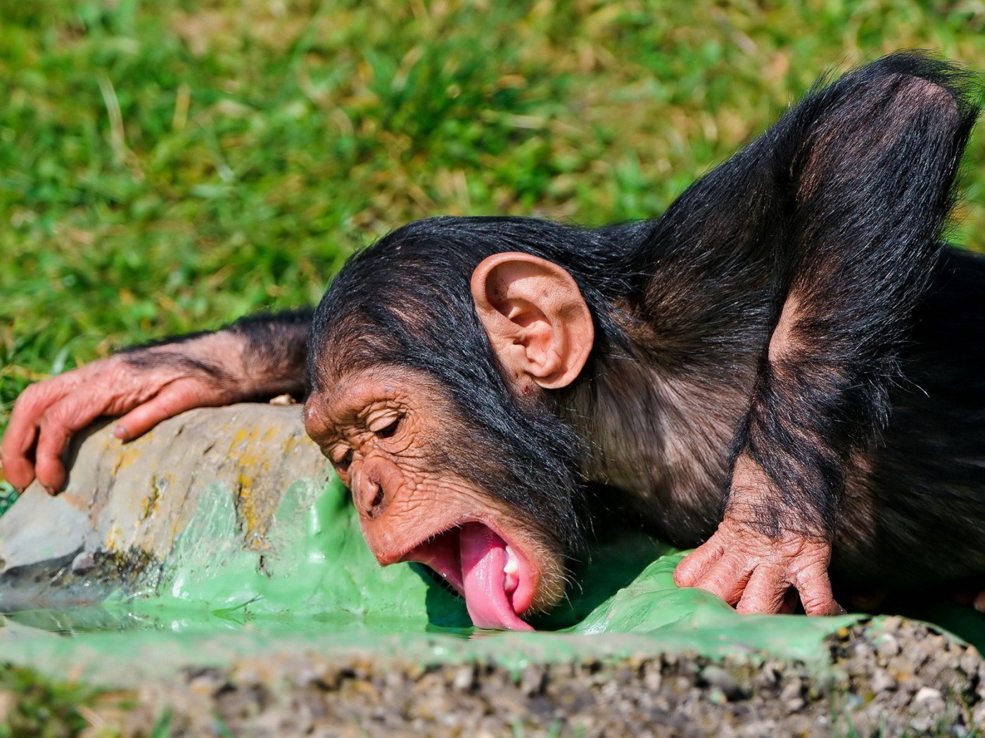 Пьющая обезьяна