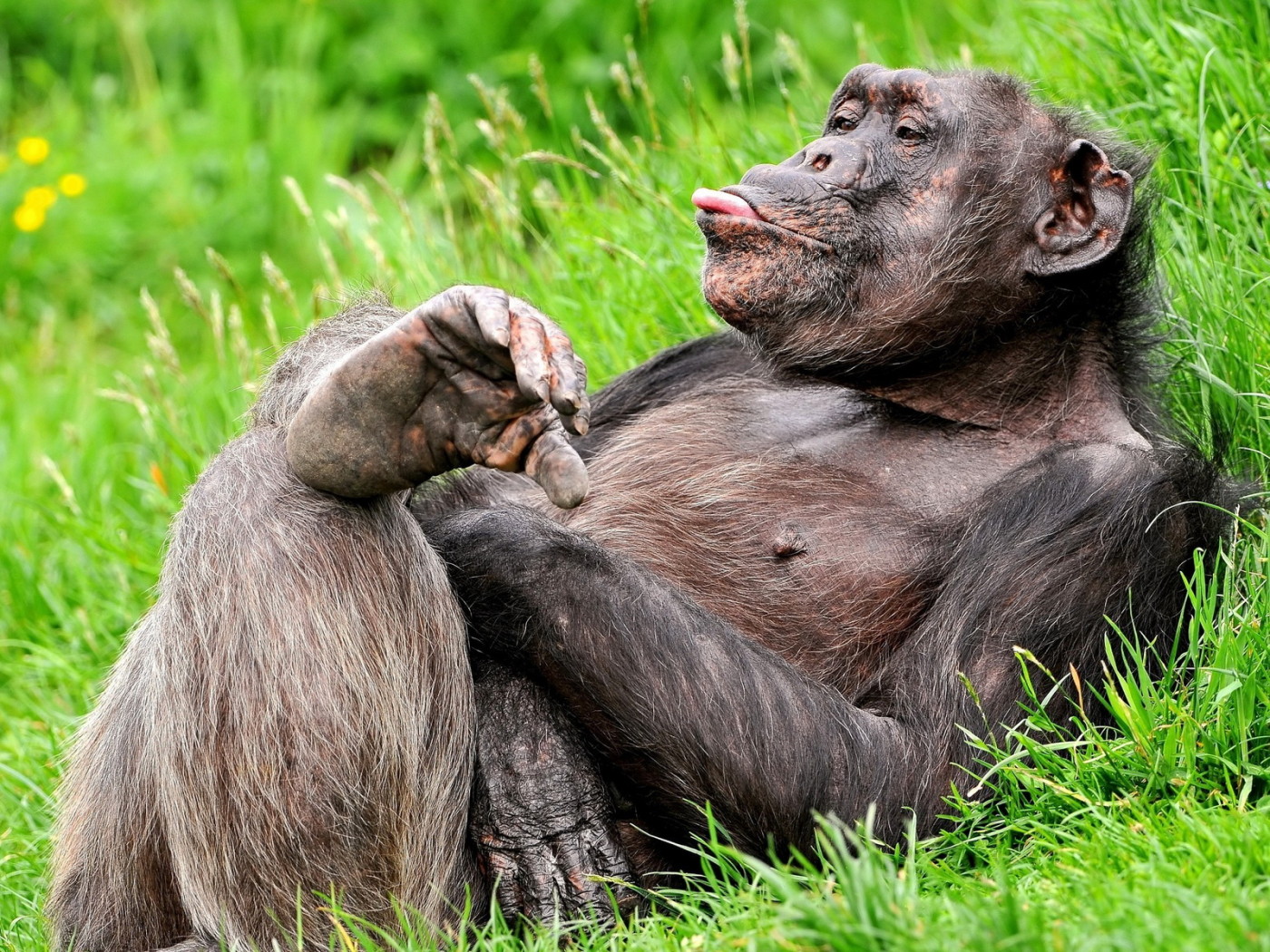 Обезьяна на траве