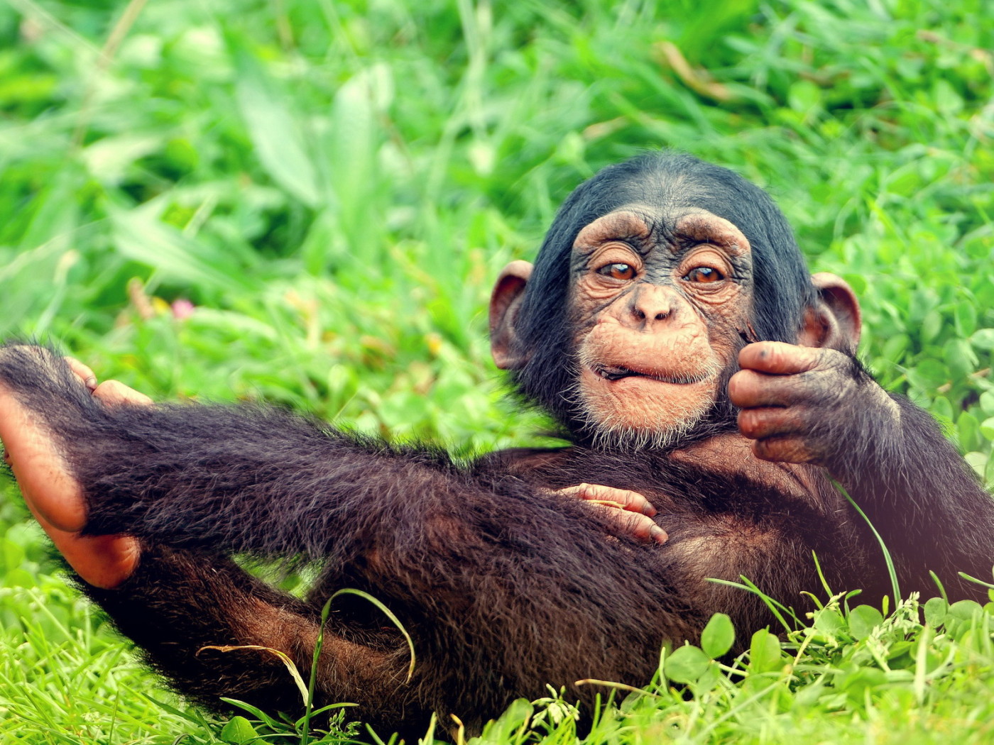 Мартышка на траве