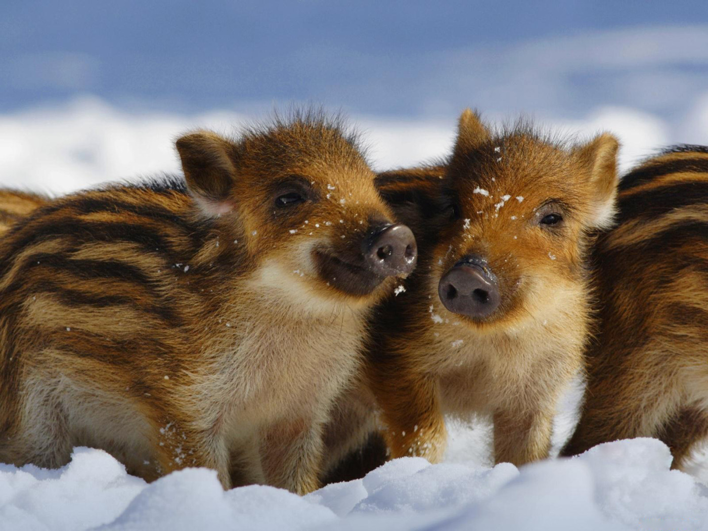 Дикие поросята