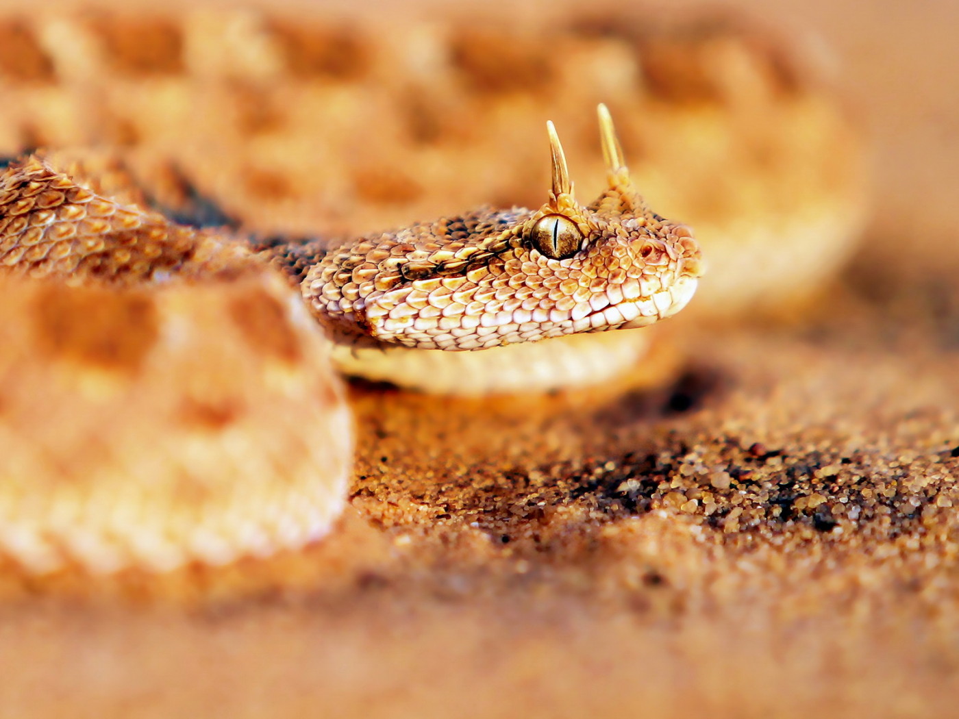 Песчаная рогатая змея