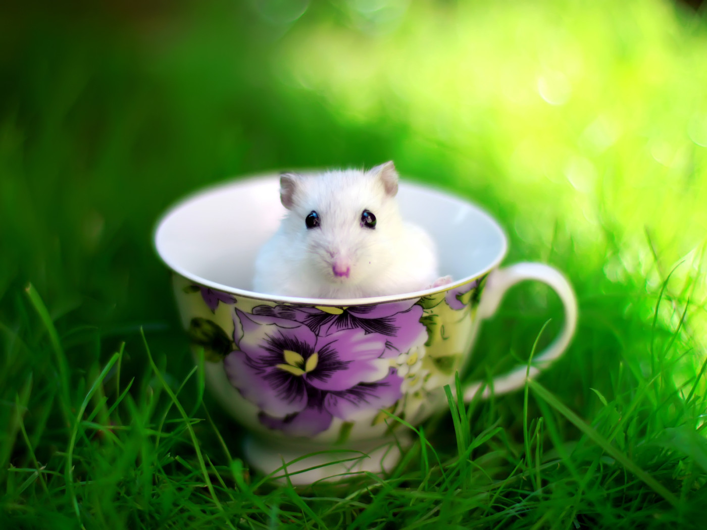 Мышка в чашке