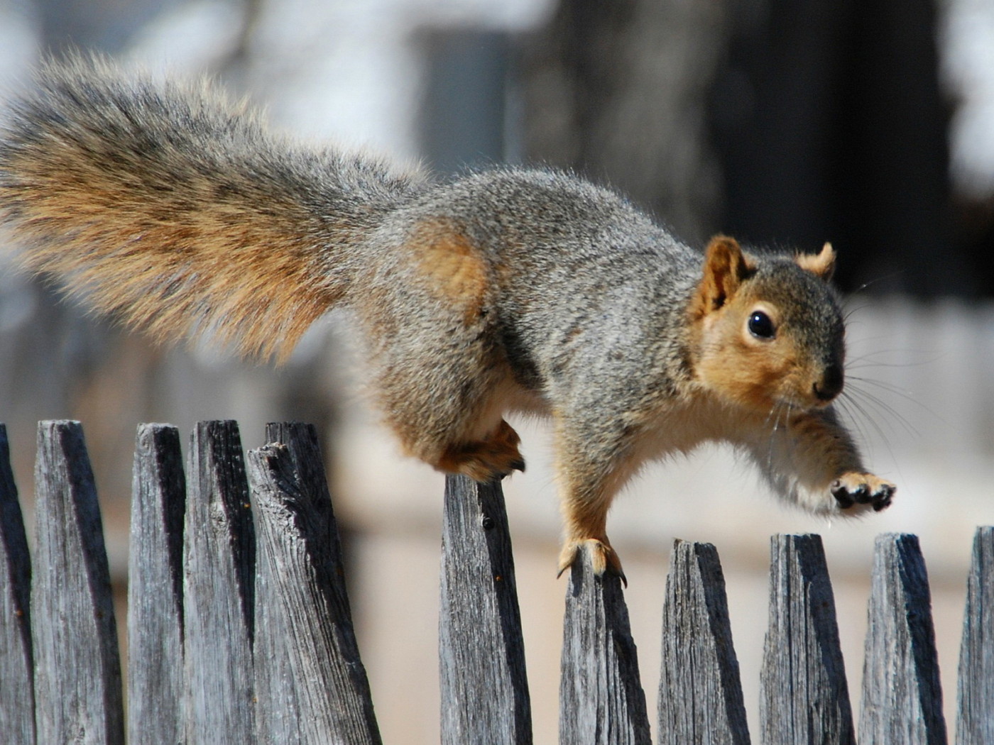 Белка на заборе