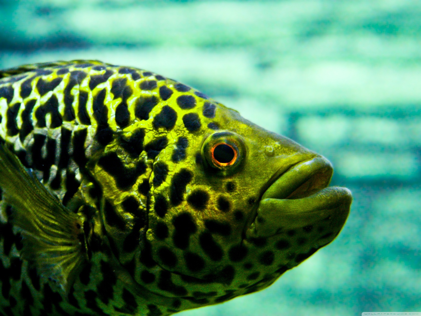 Взгляд рыбы