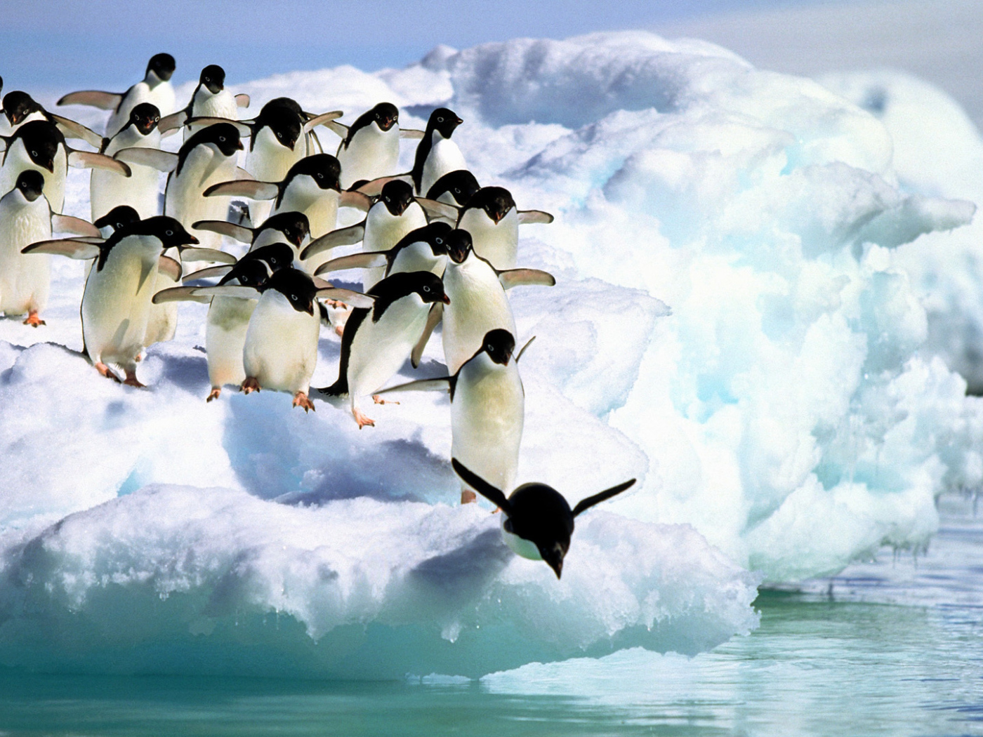 Пингвины прыгают в воду