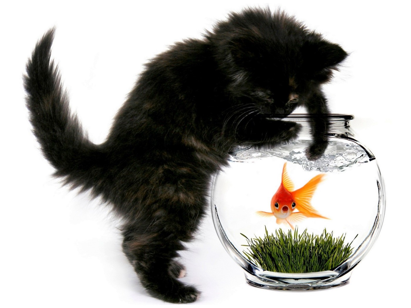 Кошка и рыбка
