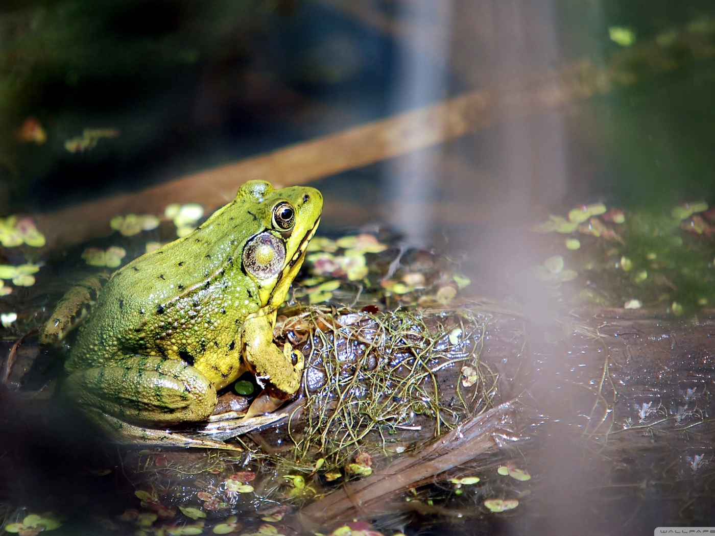 Лягушка на болоте