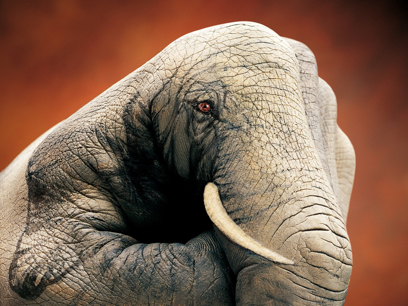 Слон ручной