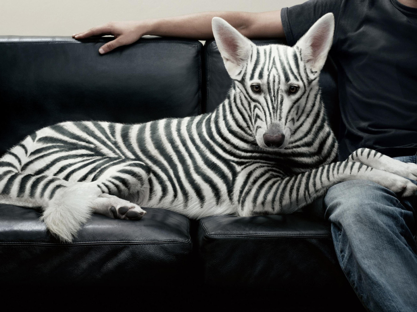 Полосатая собака