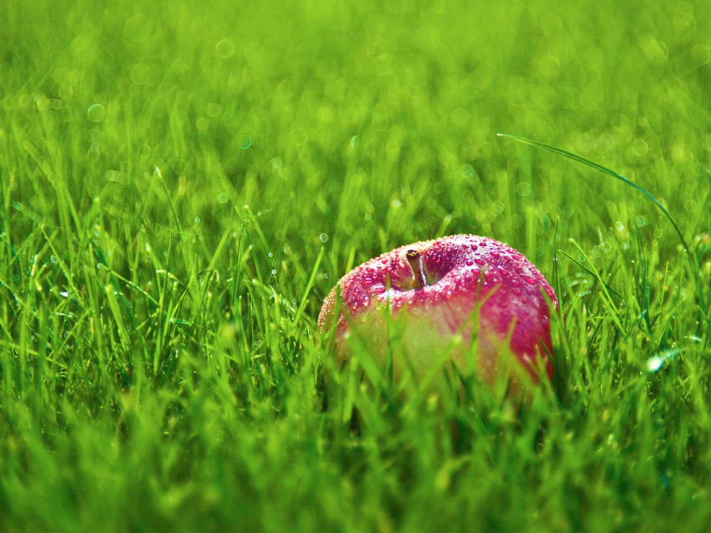 Яблоко в траве