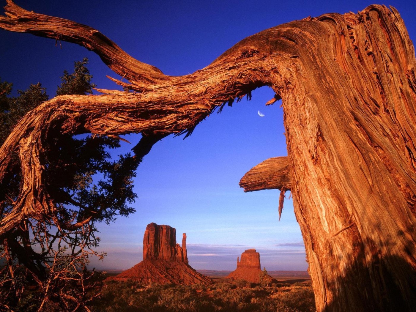 Старое дерево в пустыне