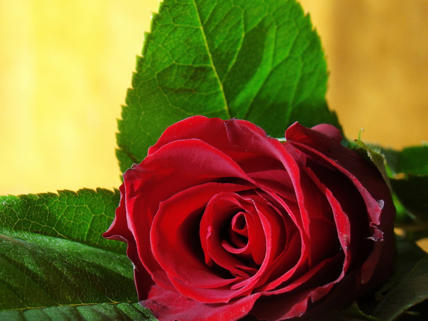 Одинокая роза