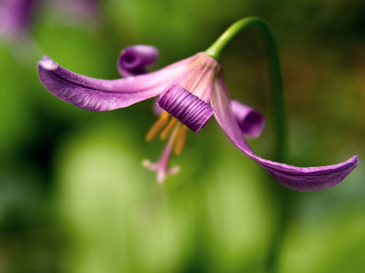 Красивый цветок