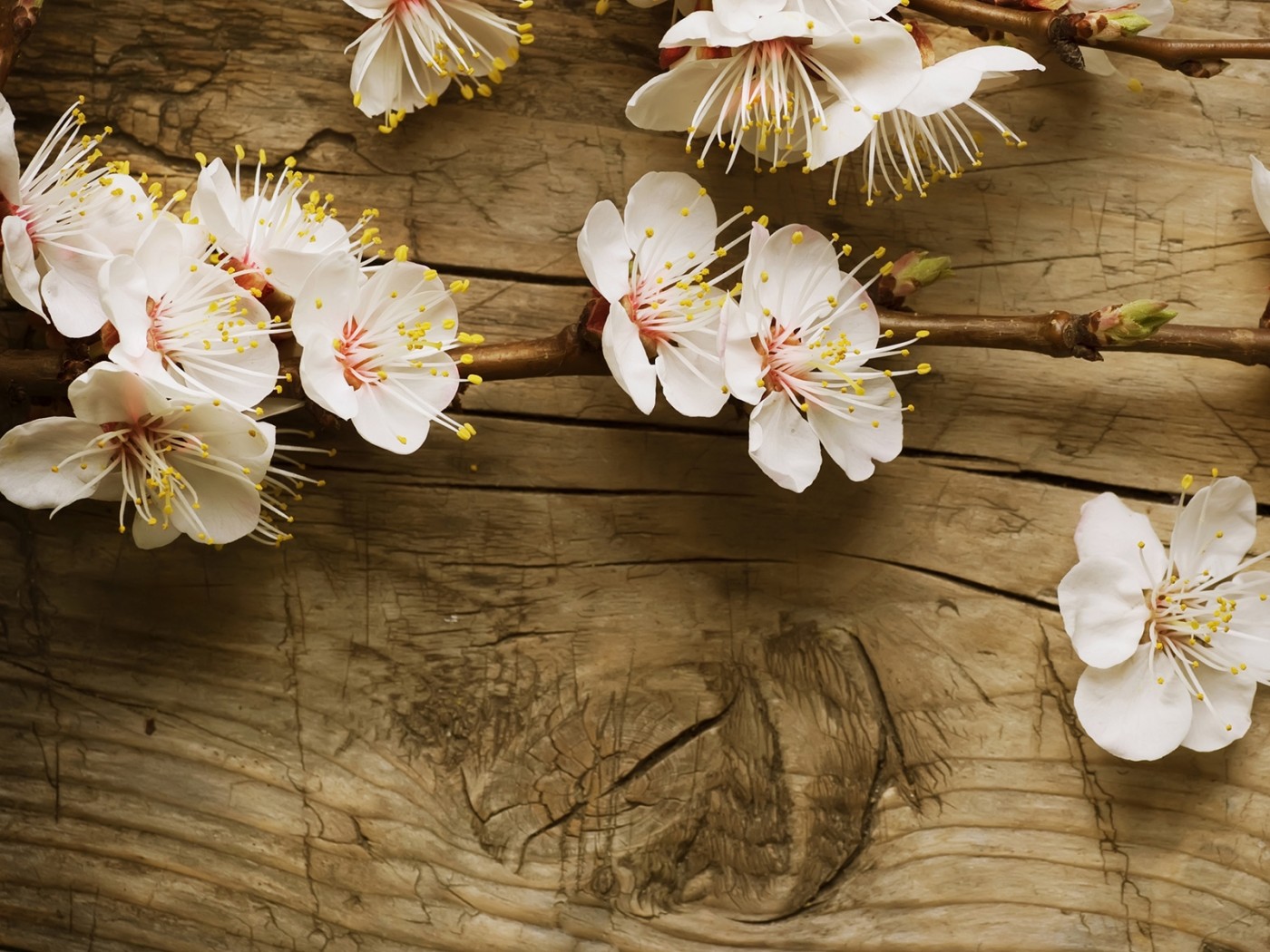 Цветки вишни