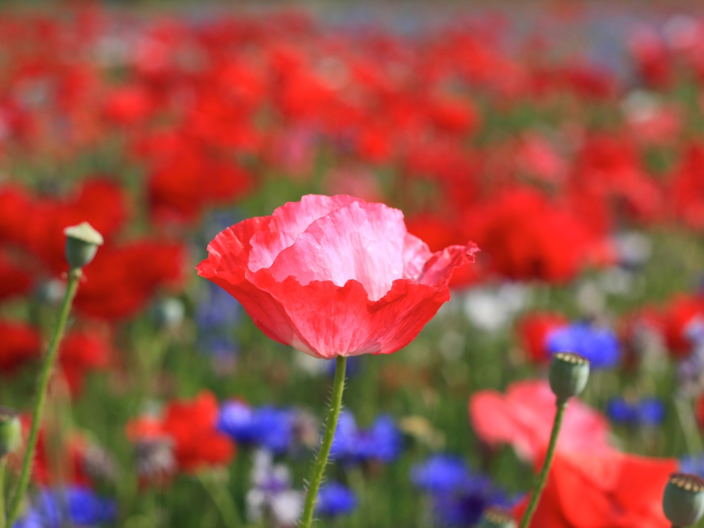 Бутон красного мака