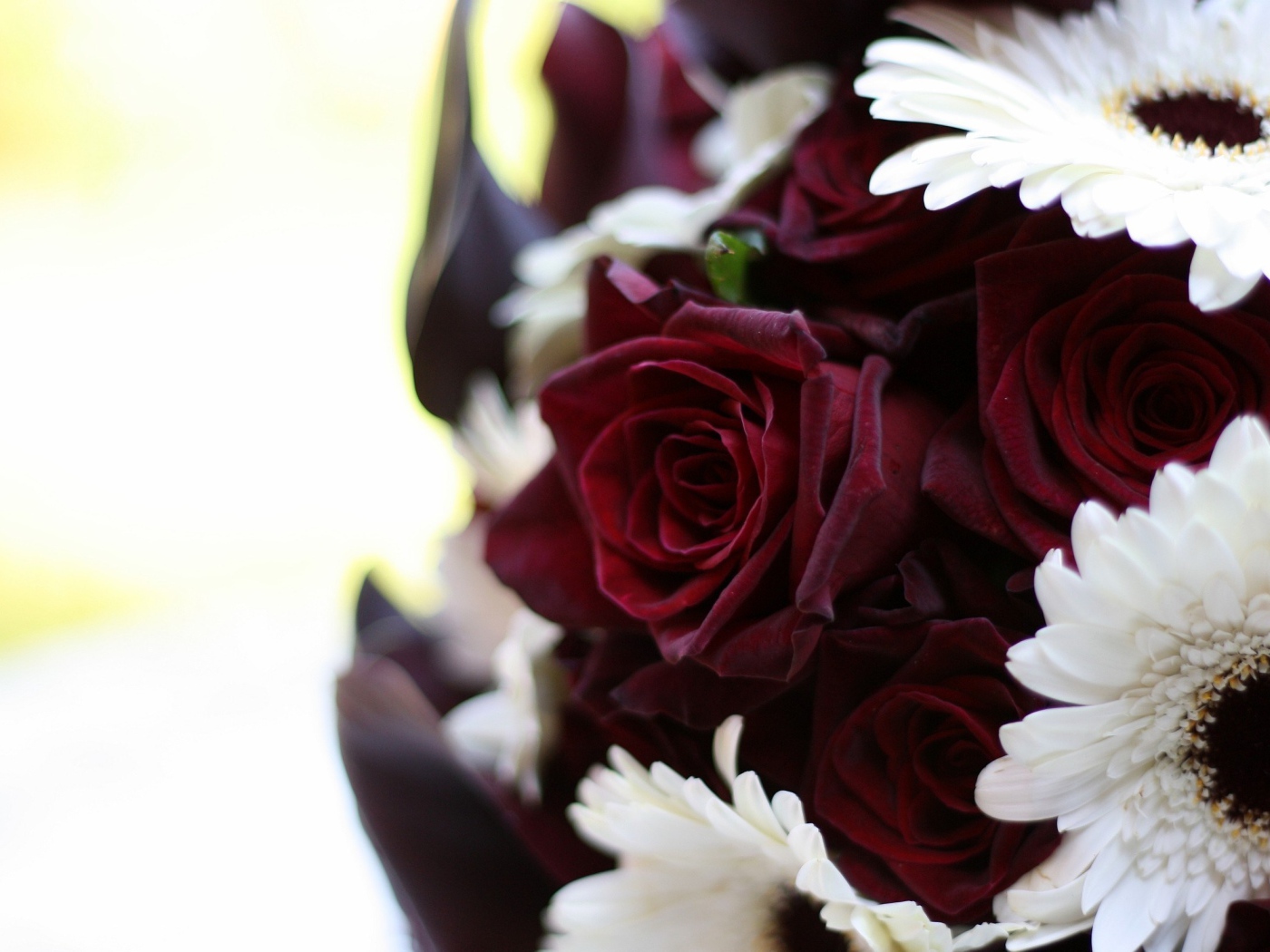 Бордовые розы