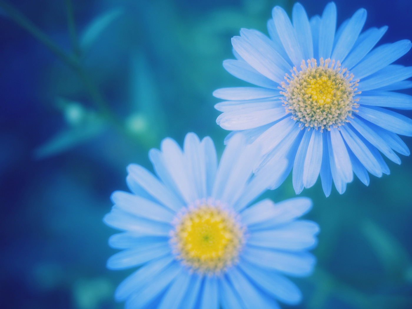 Маргаритки