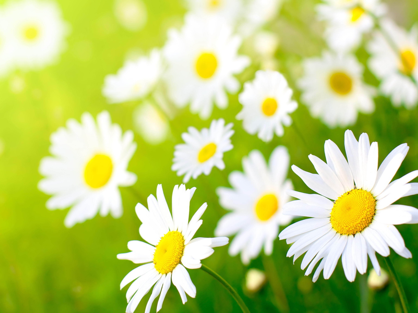 Полевые ромашки