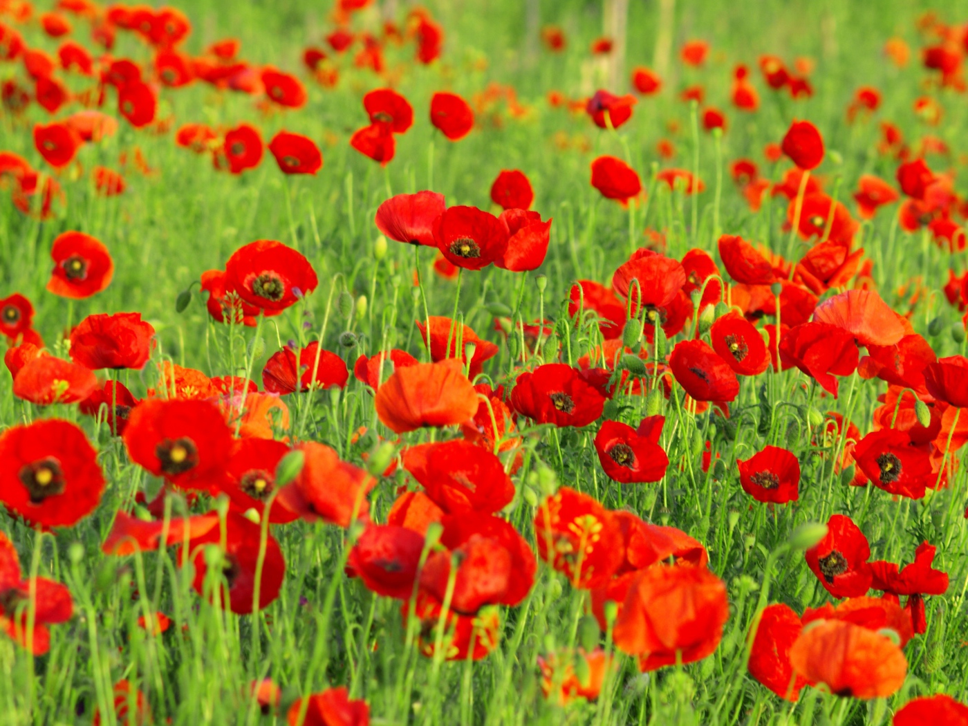 Поле красных маков