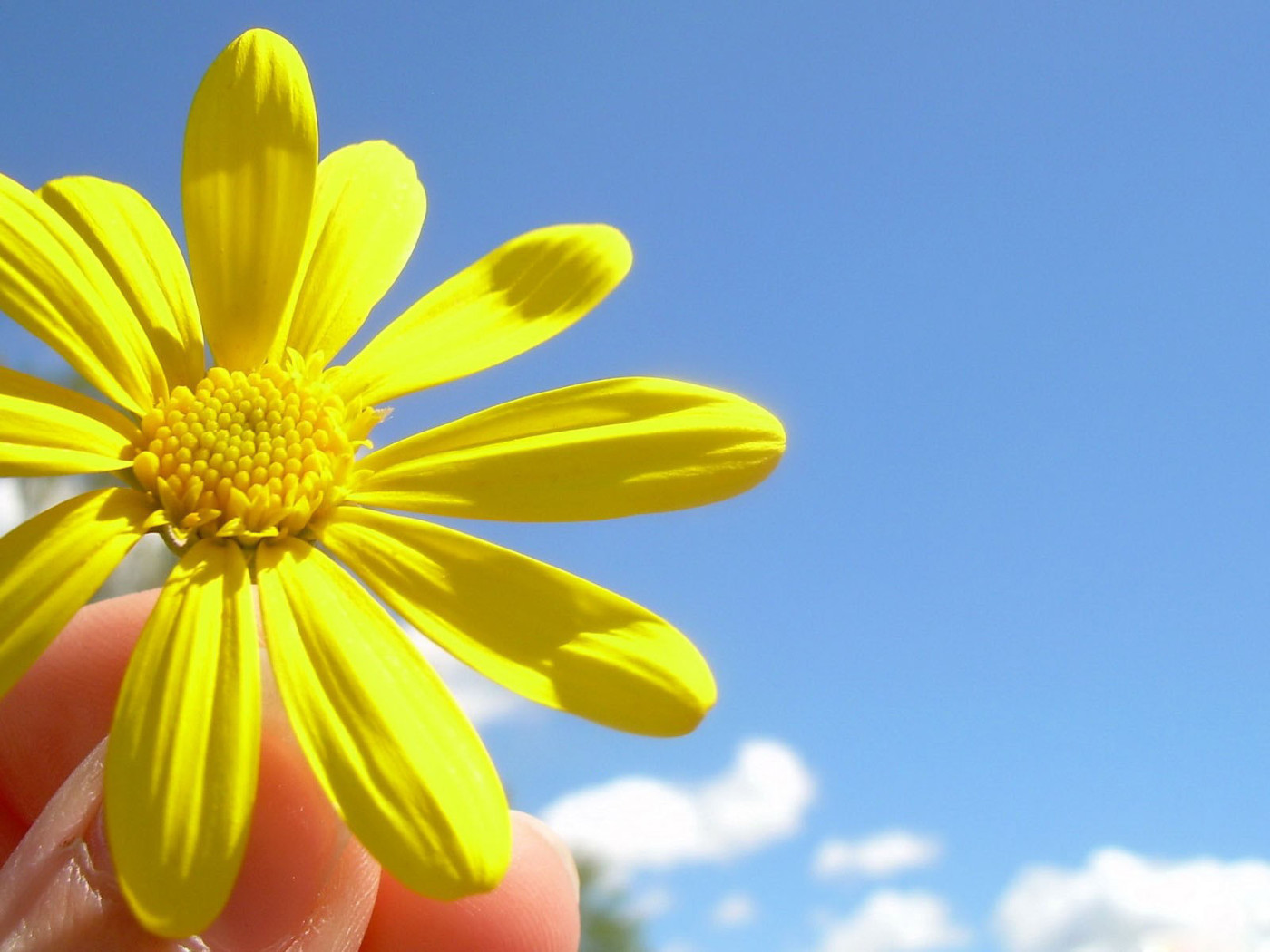 Солнечный цветок