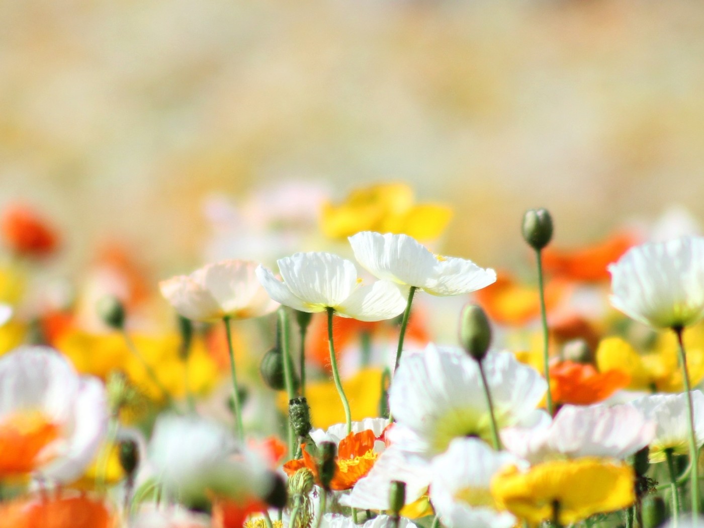 Желтые маки