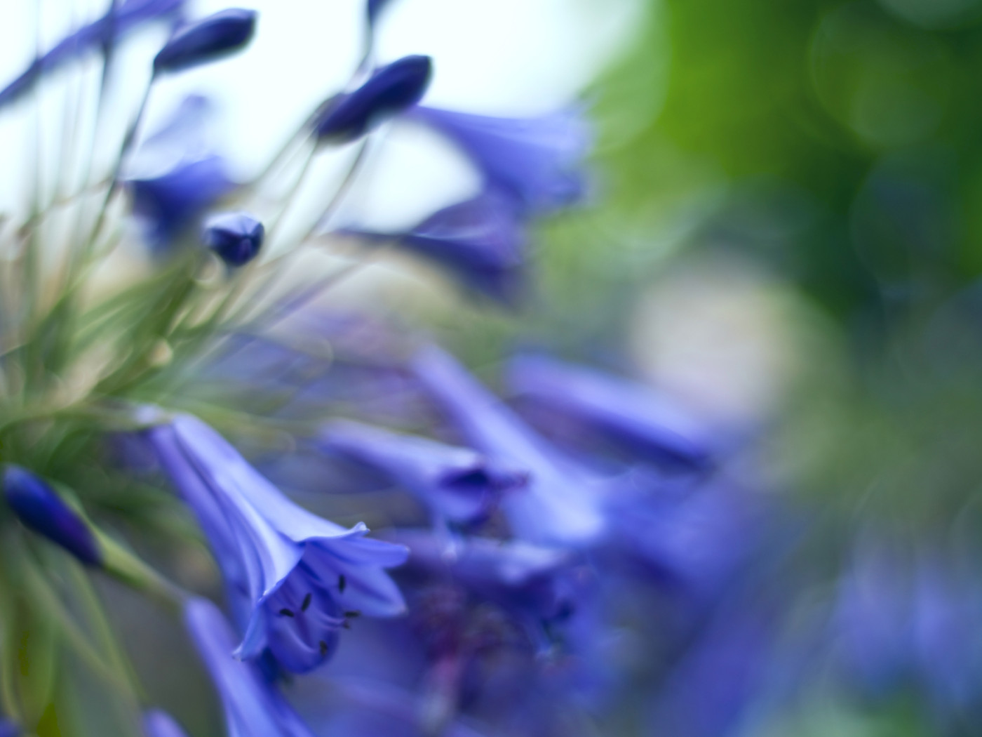 Колокольчики