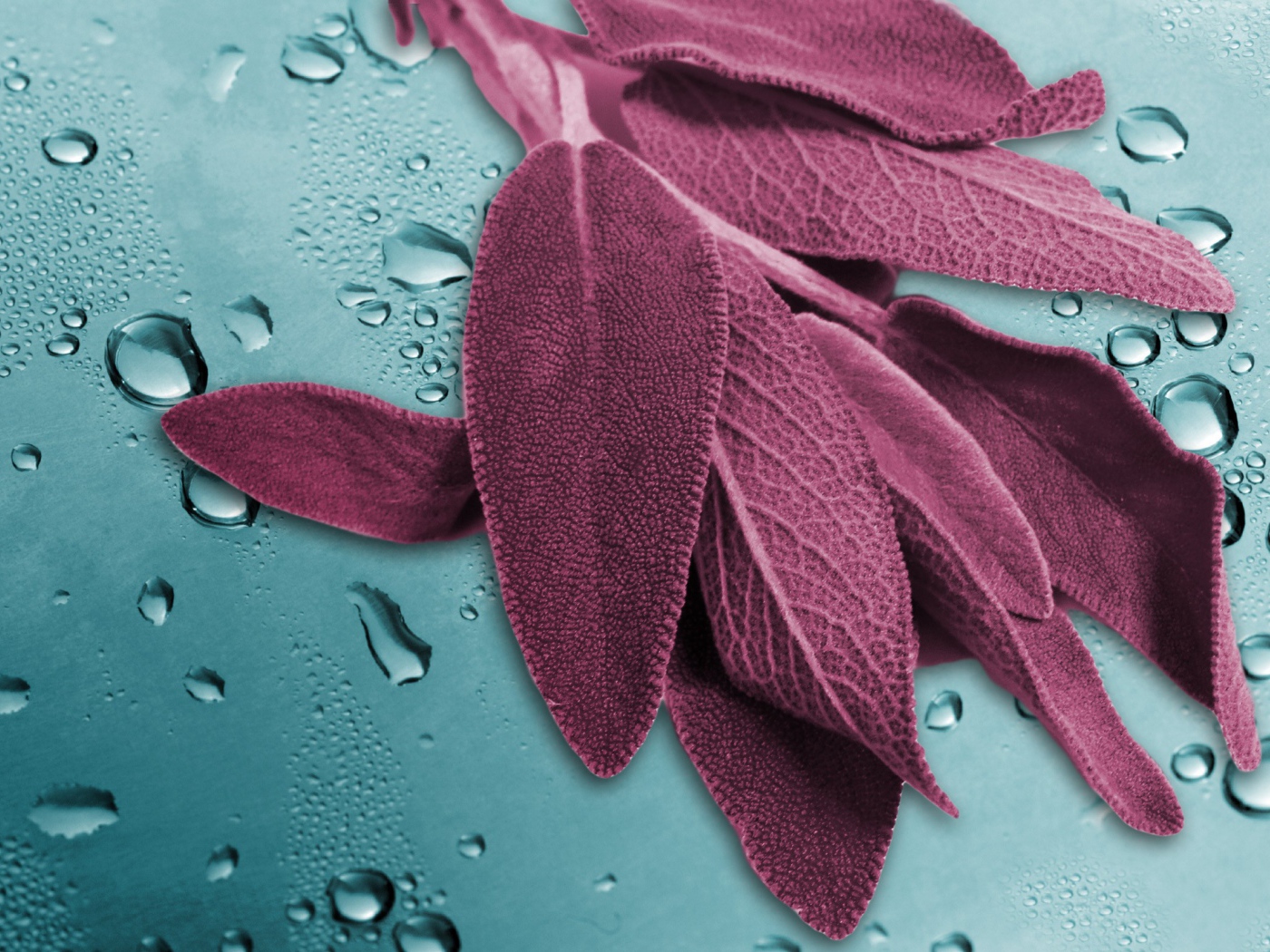 Листья на мокром стекле