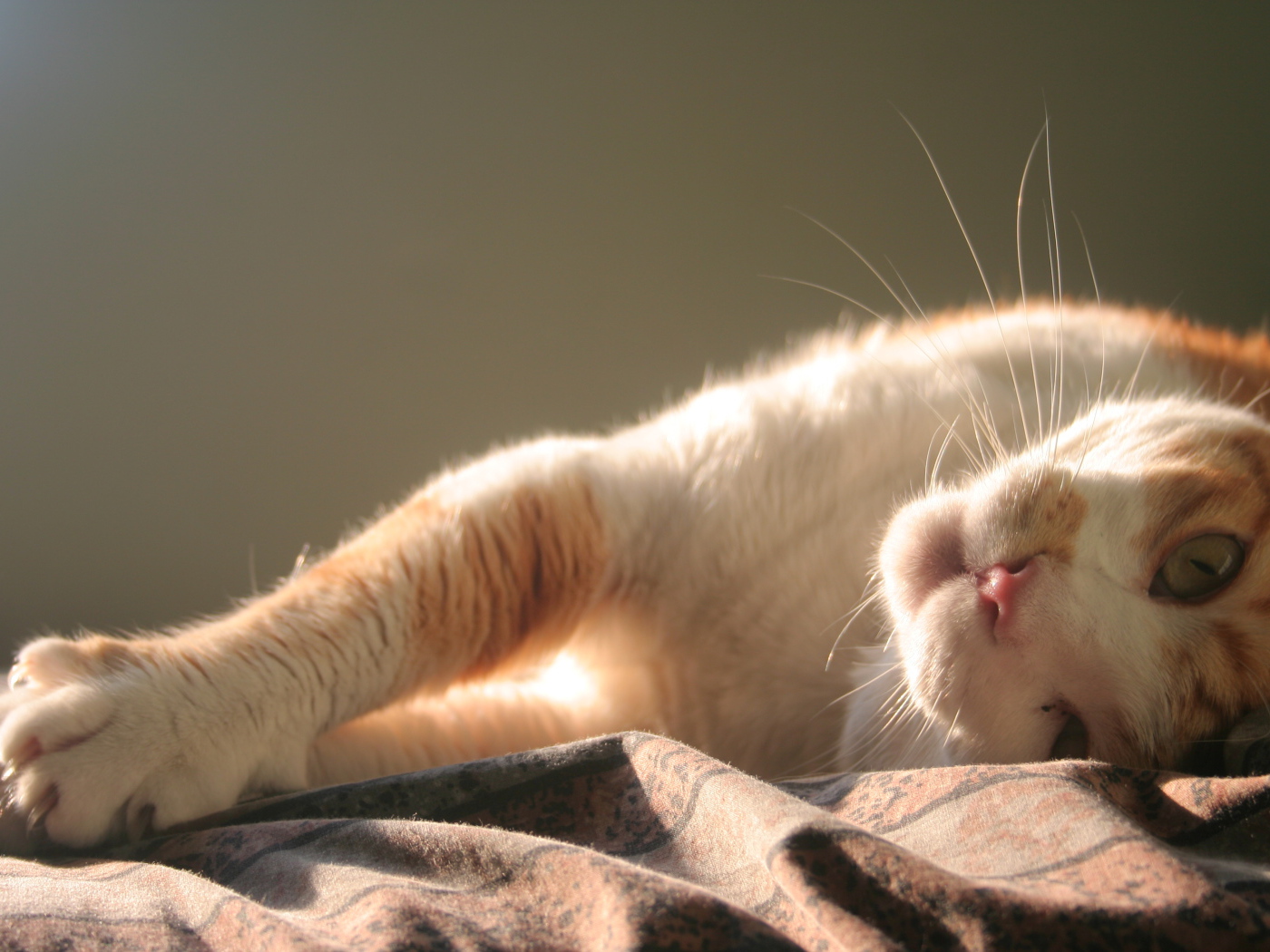 Нежная кошка