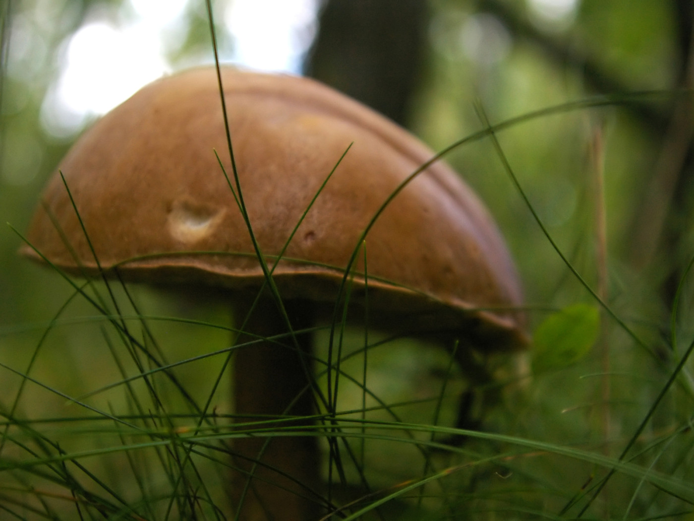 гриб Подберезовик