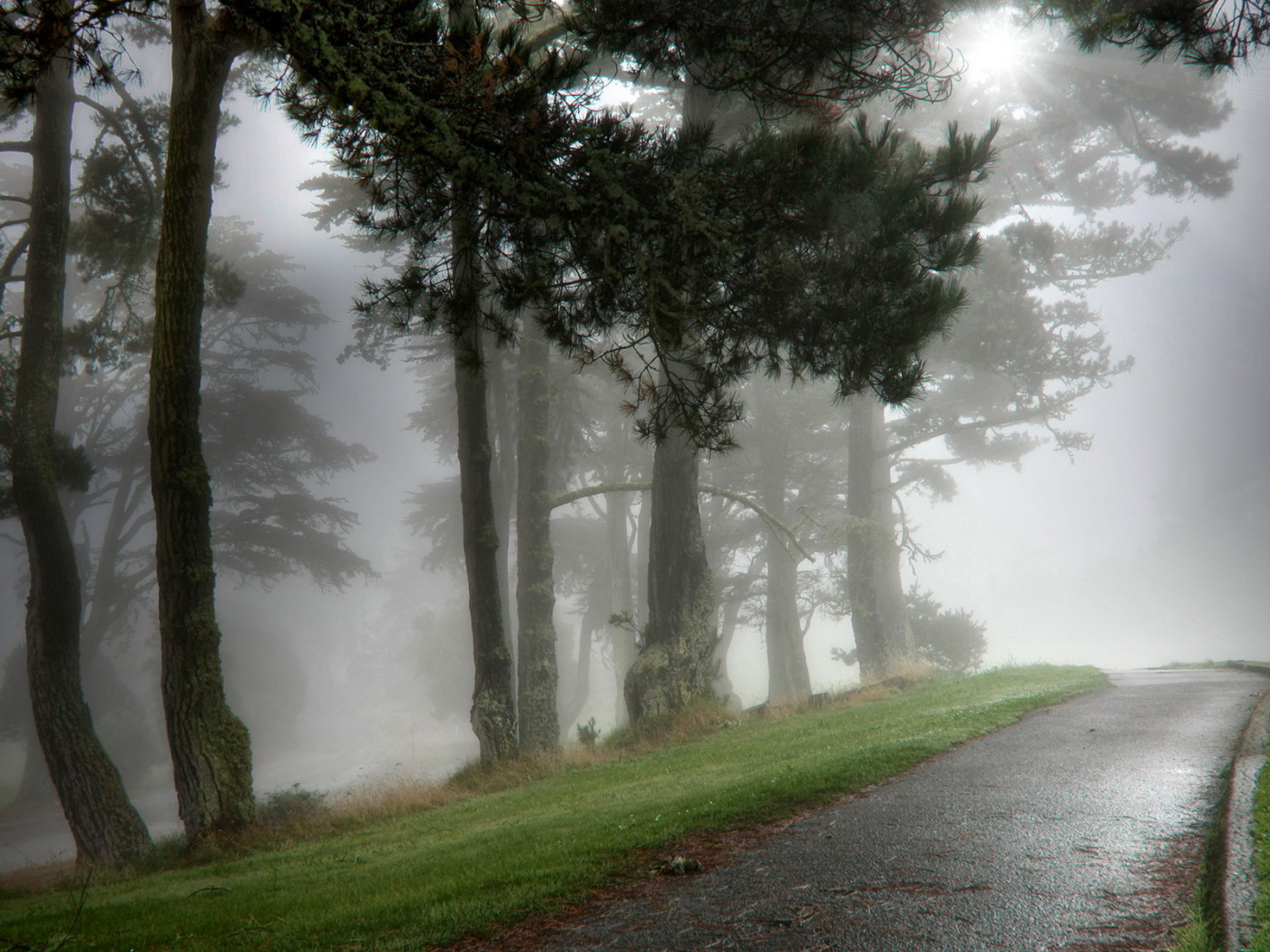 Парк в тумане