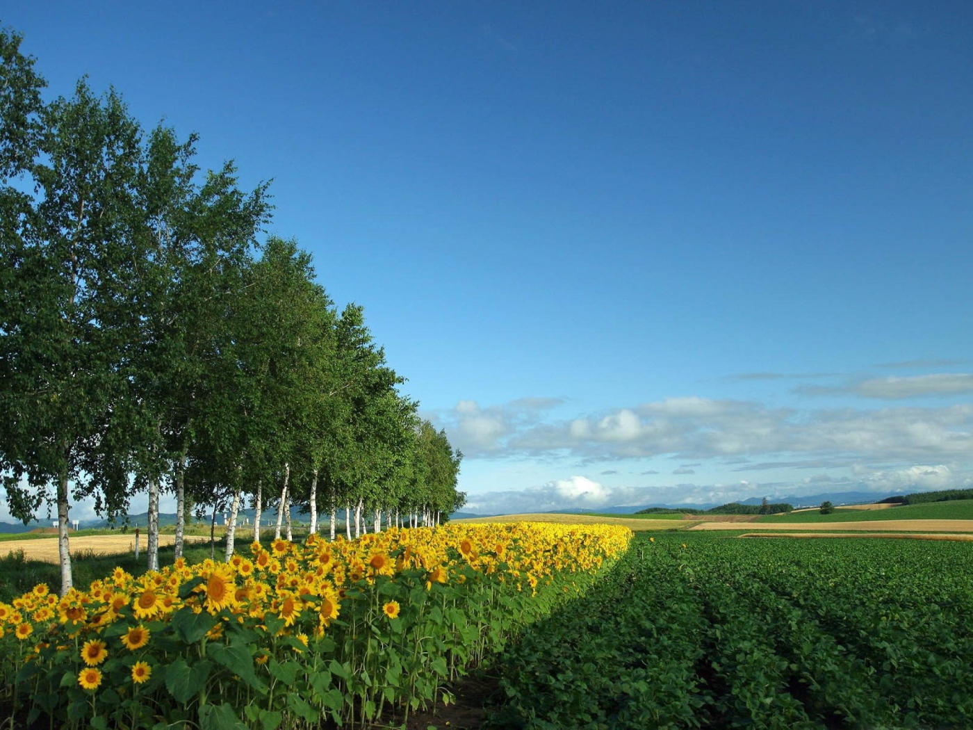 Поле подсолнухов