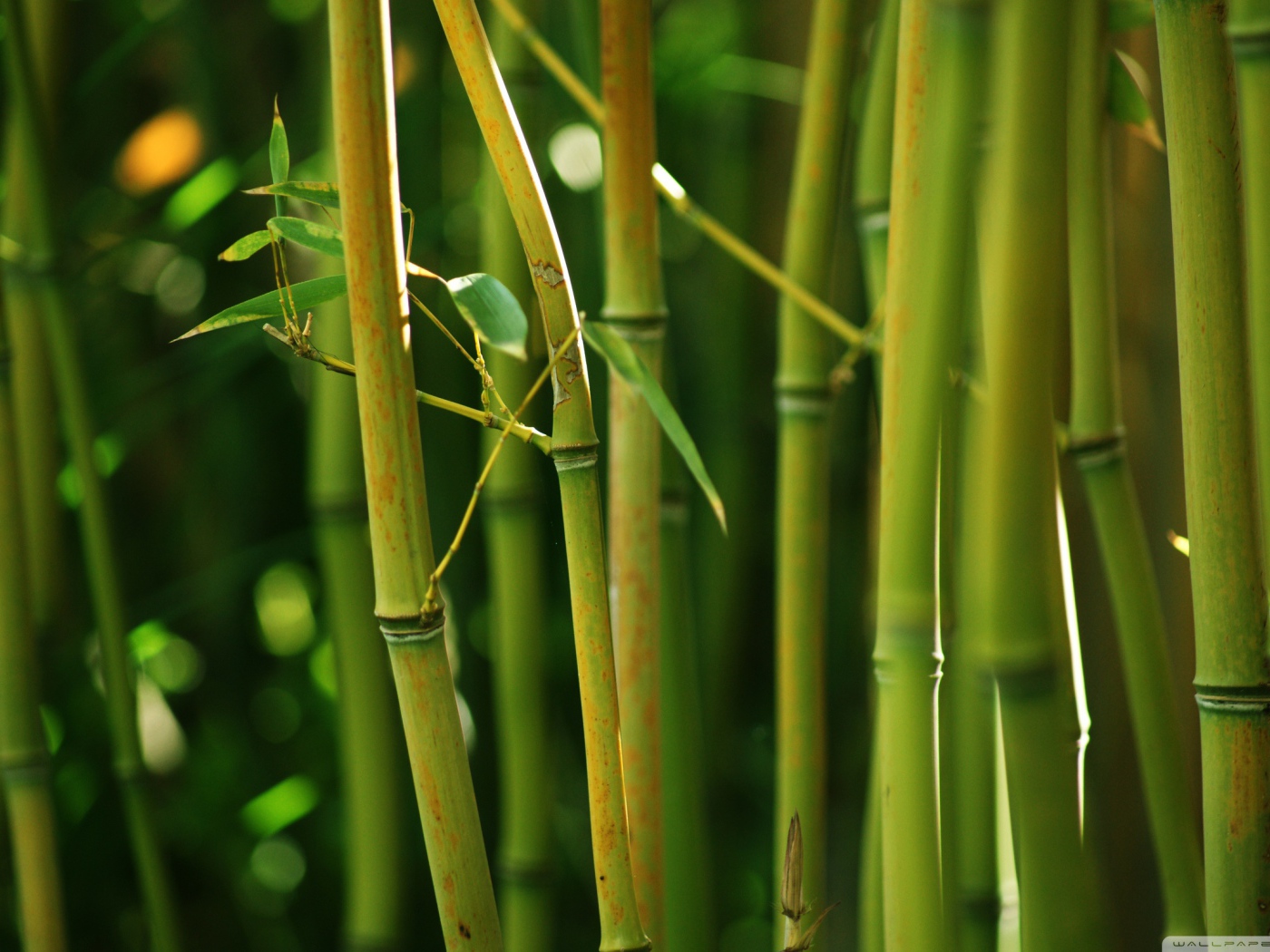 Бамбуковый куст