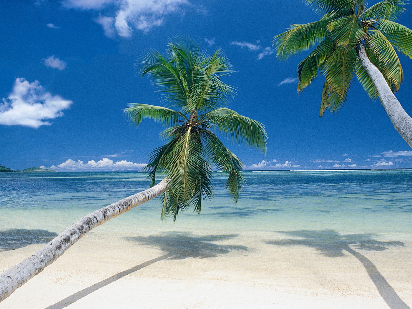 Пальмы на берегу