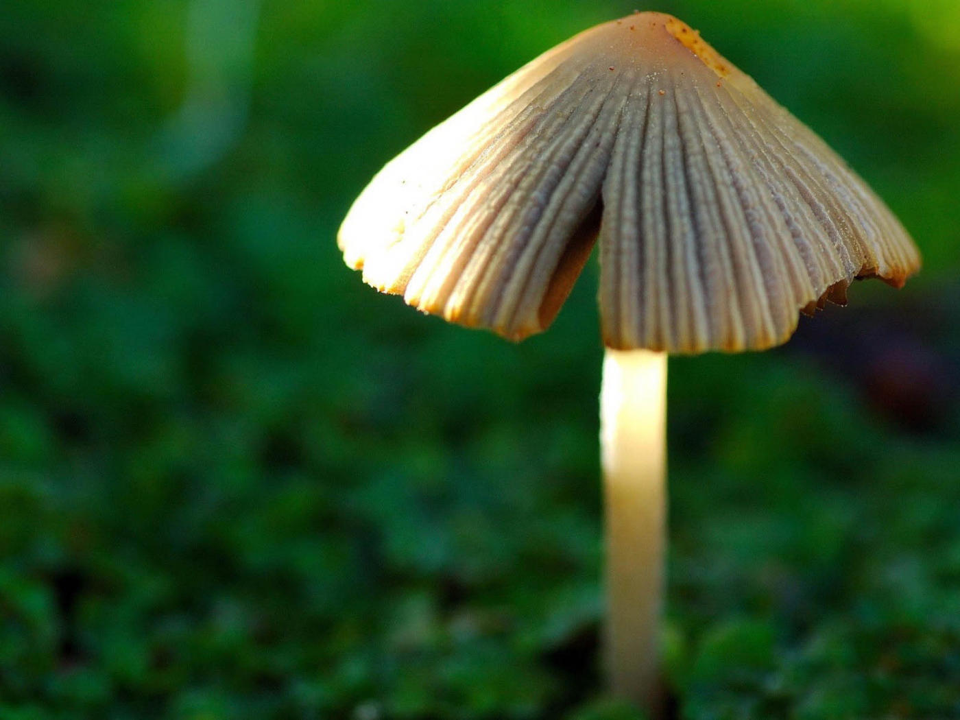 Гриб в лесу