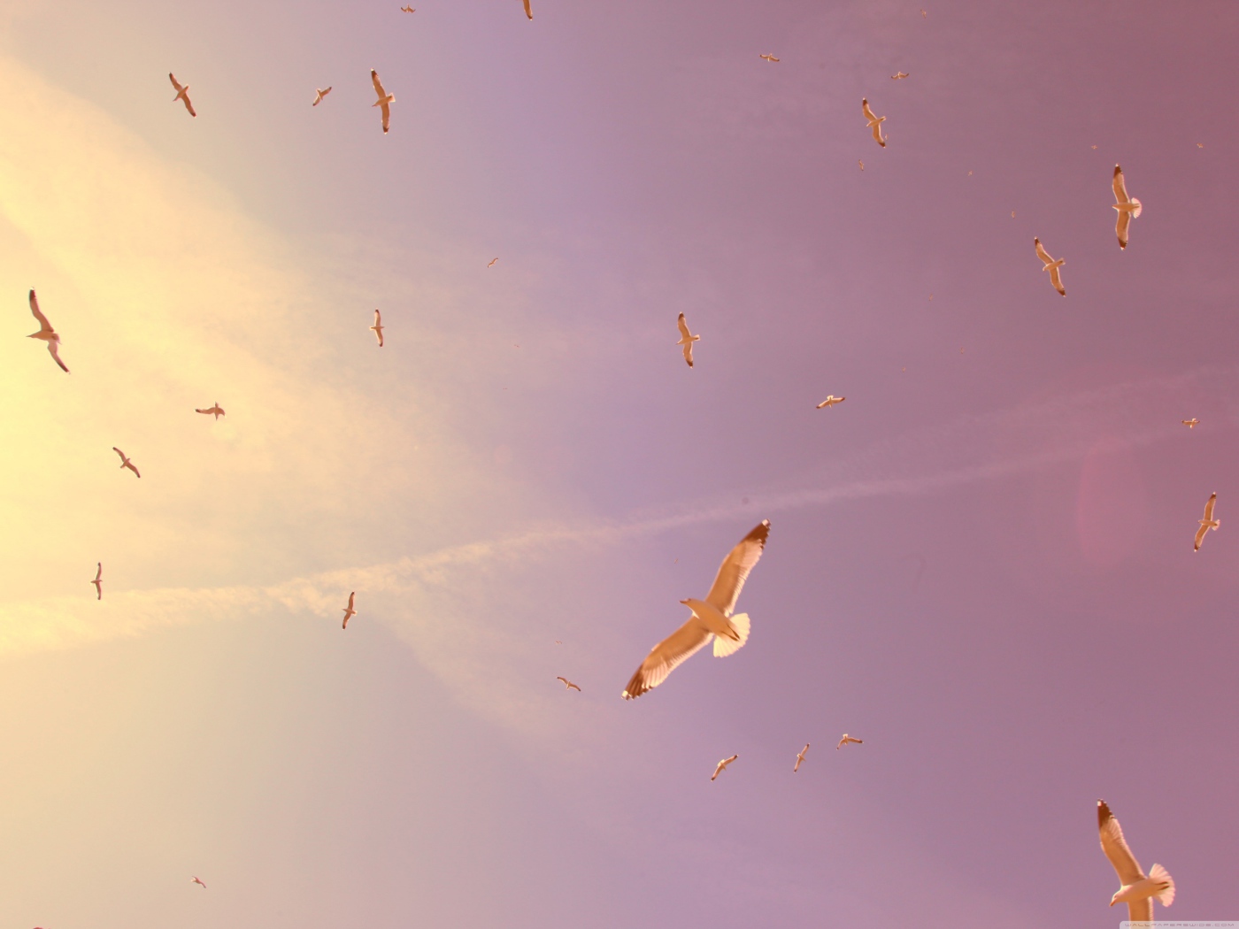 Птицы в полете