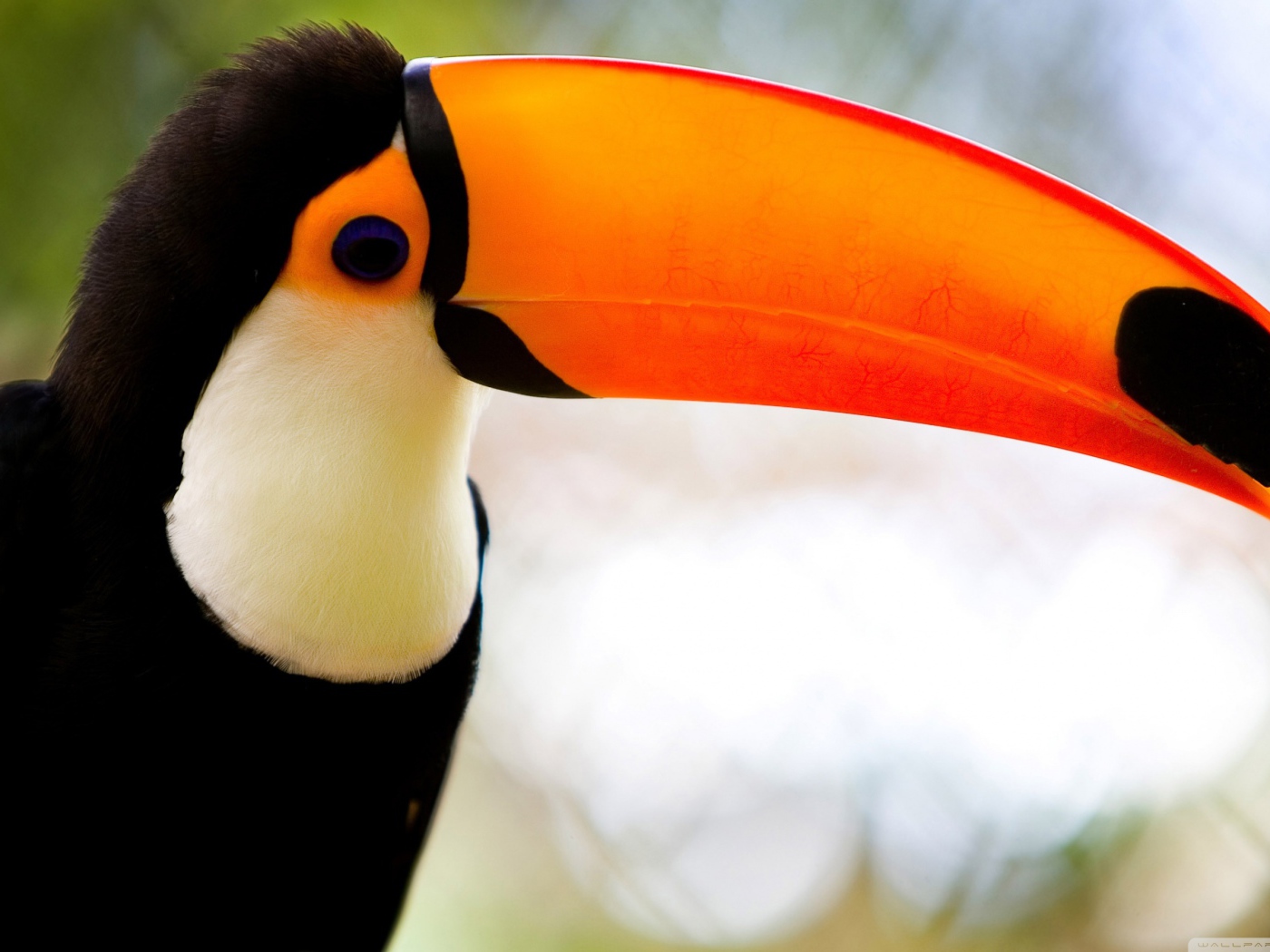 Карибский тукан