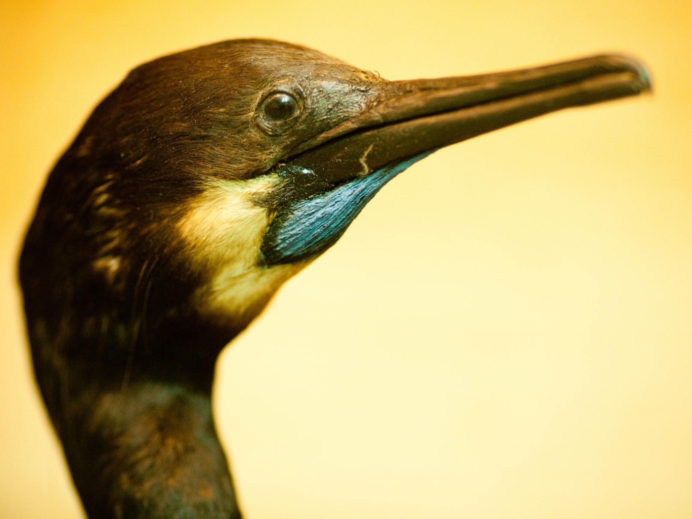 Смешная птица