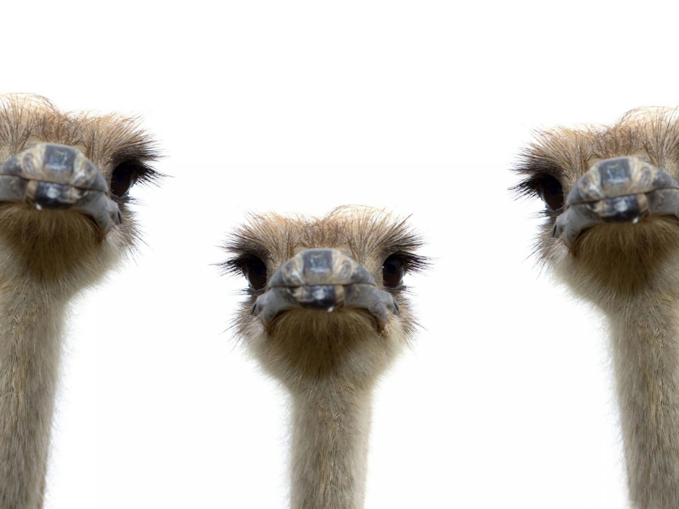 Три страуса