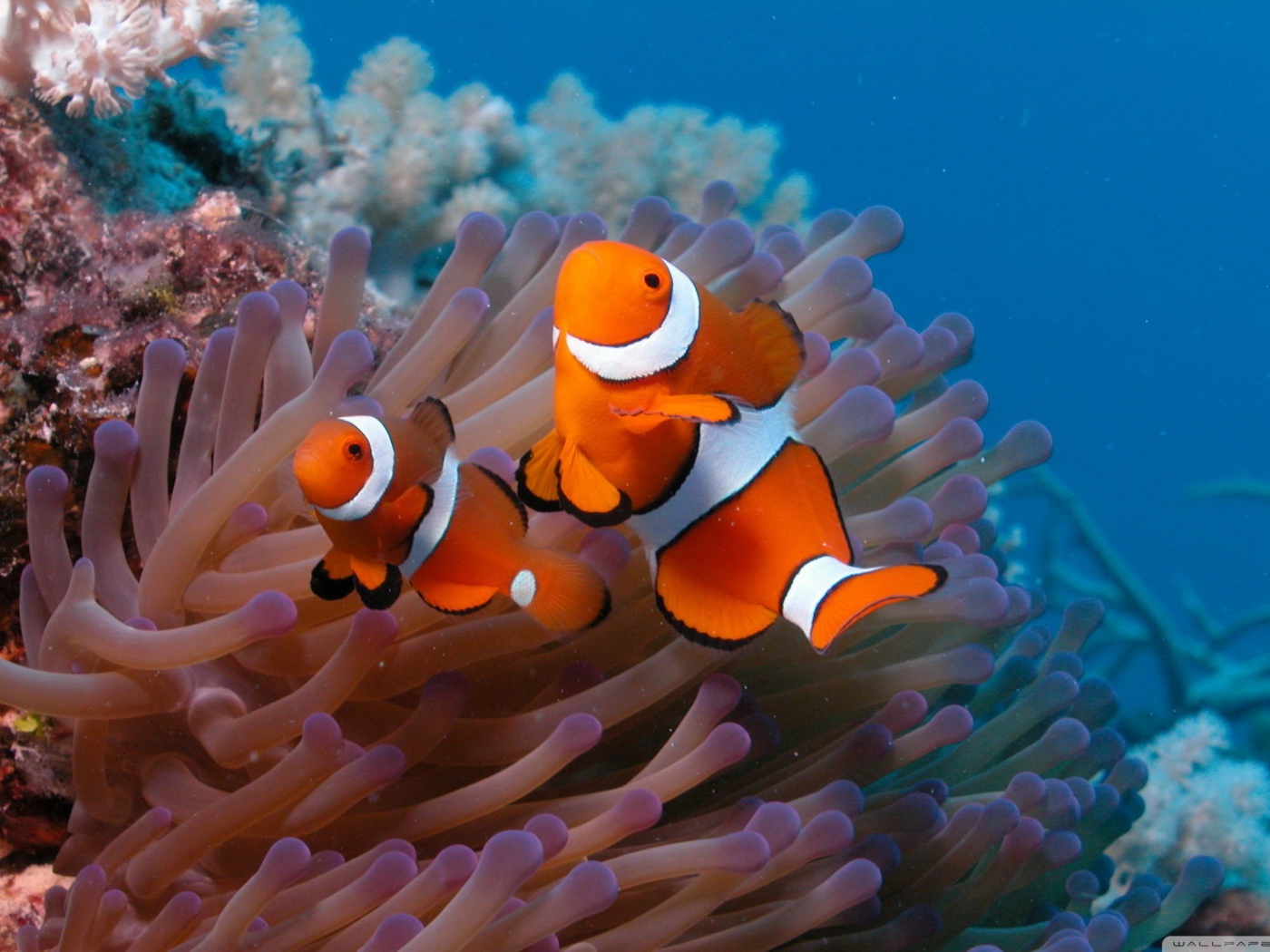 Рыба-клоун и актиния