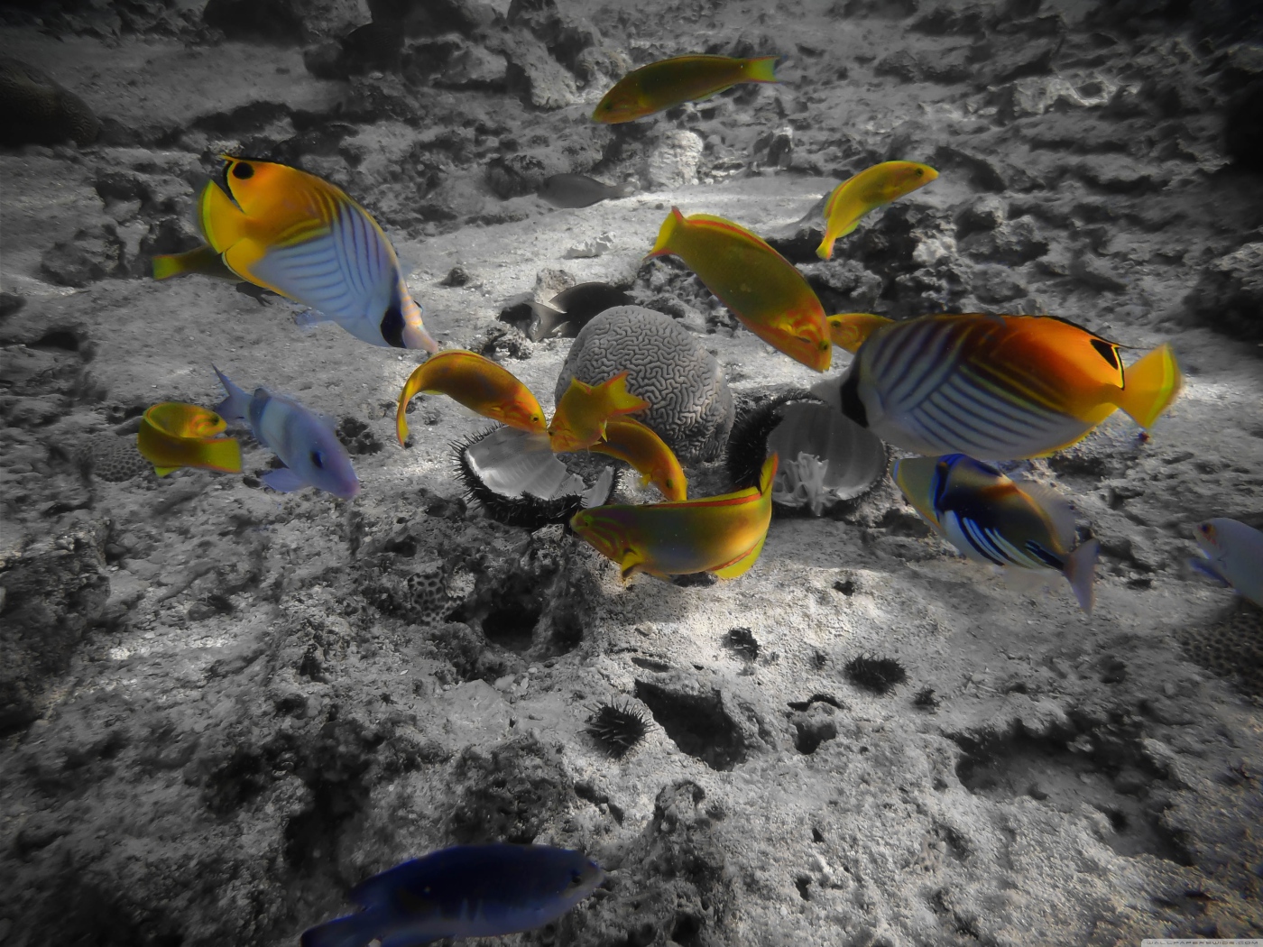 Раротонга под водой