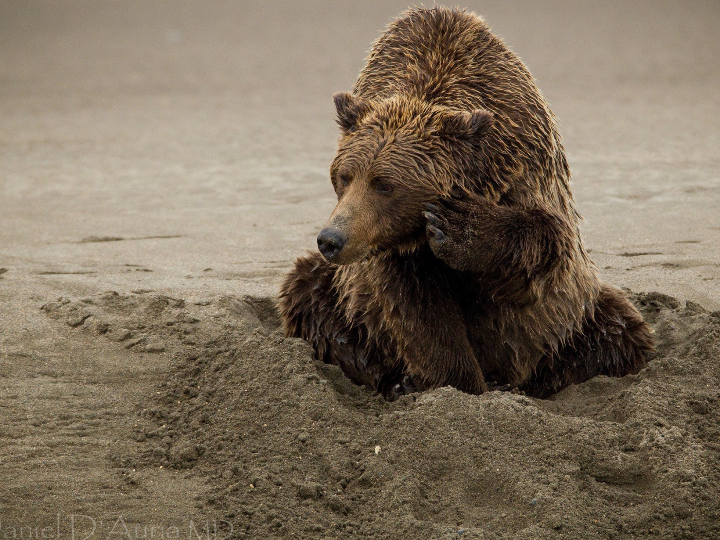 Медведь закапывается в песок